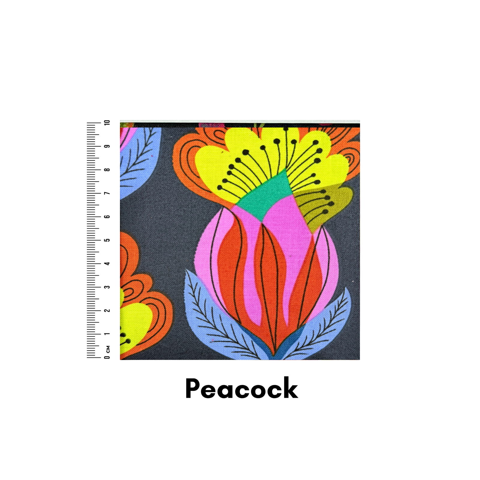 Peacock - Helen Miller